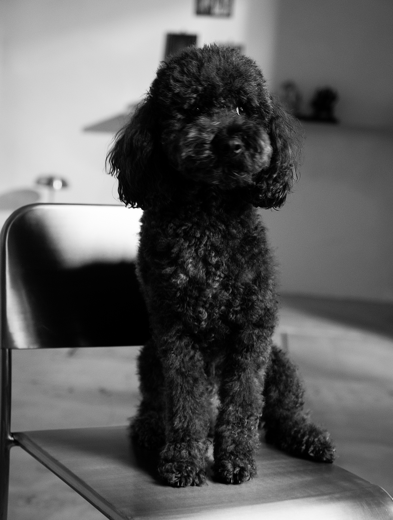 Guillermo, perro del estudio